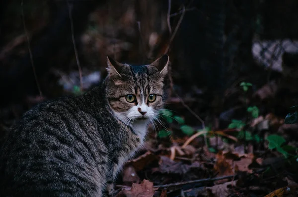 아름다운 고양이가 정원에서 쓰러진 나뭇잎 있습니다 — 스톡 사진