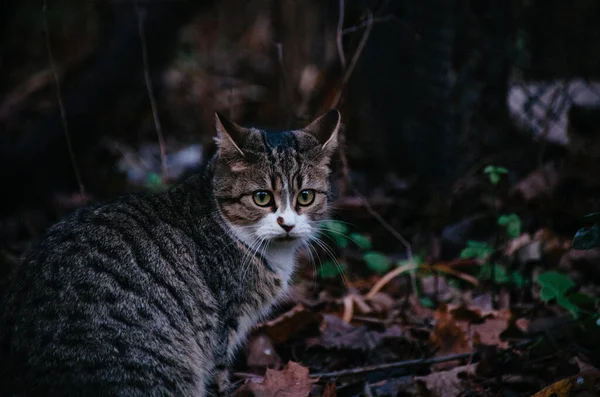 美丽的小猫正踩着落叶在秋天的花园里散步 — 图库照片