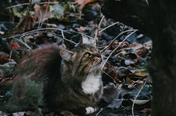 Velho Gato Fedorento Está Sentado Folhas Caídas Jardim Outono — Fotografia de Stock