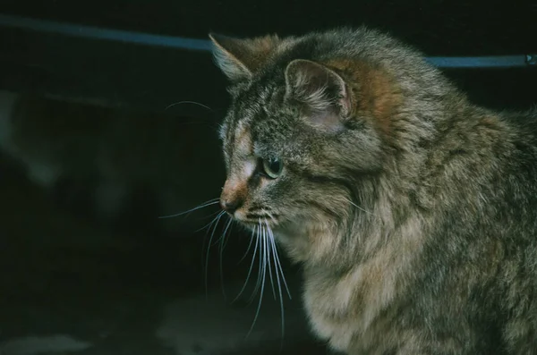 秋の庭に近い暗い背景に美しい若い猫の肖像画 10月のかわいいフェリーヌ — ストック写真