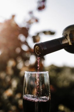 Bardağa kırmızı şarap dökerek parlak asma tarlasına karşı