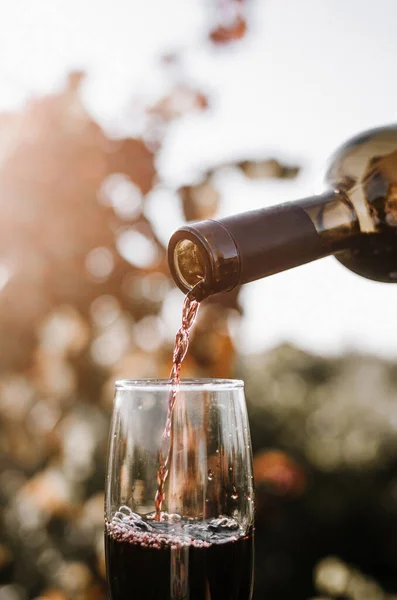 Echar Vino Tinto Vaso Sobre Fondo Del Campo Vid Brillante — Foto de Stock