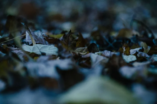 Πολύχρωμα Πεσμένα Φύλλα Χαλί Παγωνιά Στο Δάσος Του Φθινοπώρου — Φωτογραφία Αρχείου