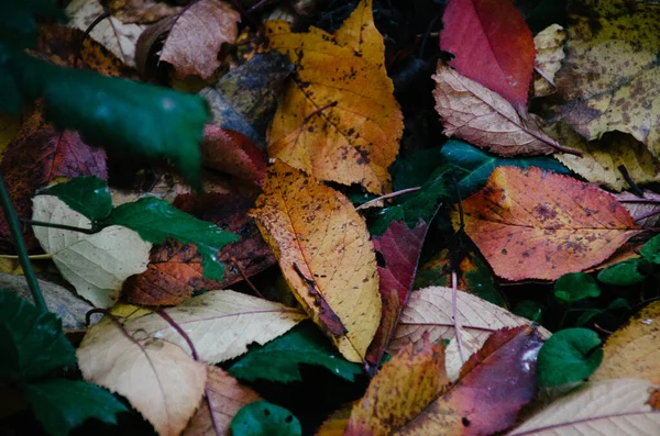 Яскраве Колоритне Осіннє Листя Траві Жовтневому Лісі — стокове фото
