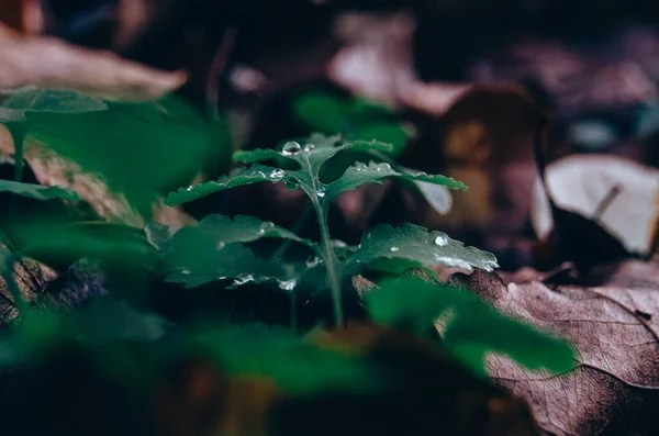 Барвисте Опале Листя Килима Зелене Листя Росою Осінньому Лісі — стокове фото