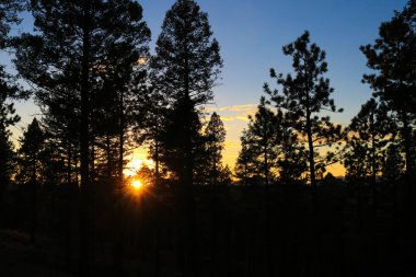 Sunburst ağaçların arasından