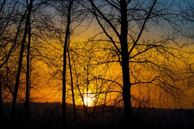 Ağaçlar silüeti gün batımı