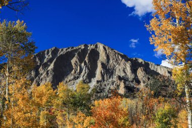 Colorado dağ kavak orman