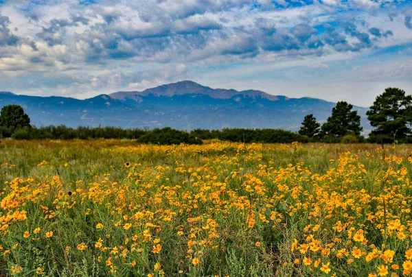 Çiçek Alanıyla Pikes Peak Telifsiz Stok Fotoğraflar