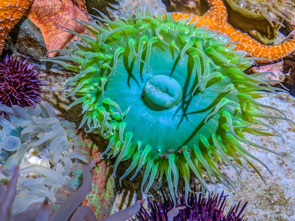 Sasanky Obřího Zeleného Moře — Stock fotografie