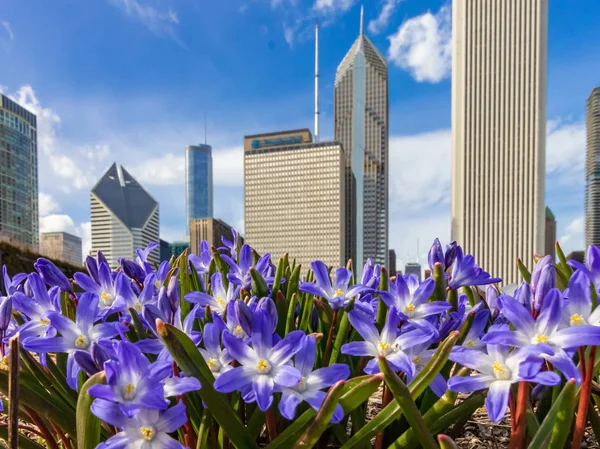 Chicago 'da erken bahar - Stok İmaj