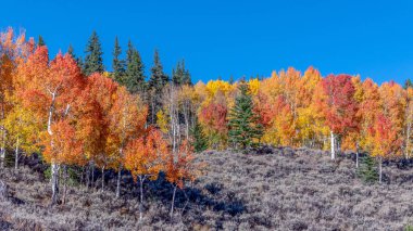 Aspen Ağaçlarıgökkuşağı