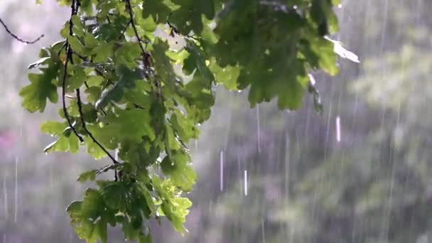 Дощ Падає Лісі — стокове відео