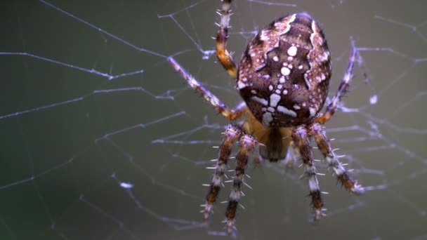 Павук Своїй Мережі — стокове відео