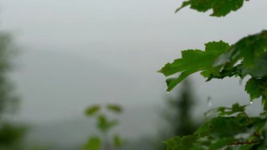 Sisin içinde ormanda yağmur