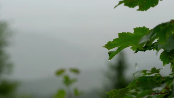 霧の森では雨します — ストック動画