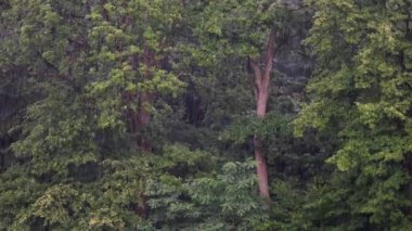 Yağış üzerindeki ağaçlar