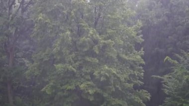 Yağış üzerindeki ağaçlar