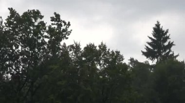 Yağış üzerindeki ağaçlar