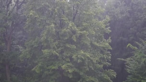 Pluie sur les arbres 