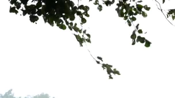 Дощ Деревах — стокове відео