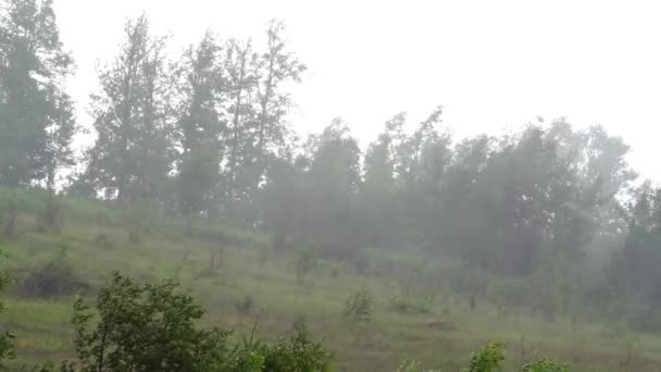 Pluie Sur Les Arbres — Video