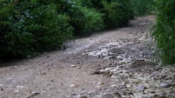 雨的在路上 — 图库视频影像