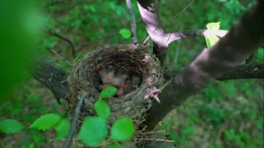 Blackbird civciv yuvaya