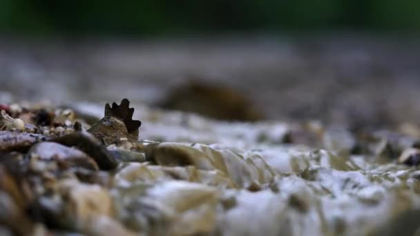 Regenachtige Rill Onderweg — Stockvideo