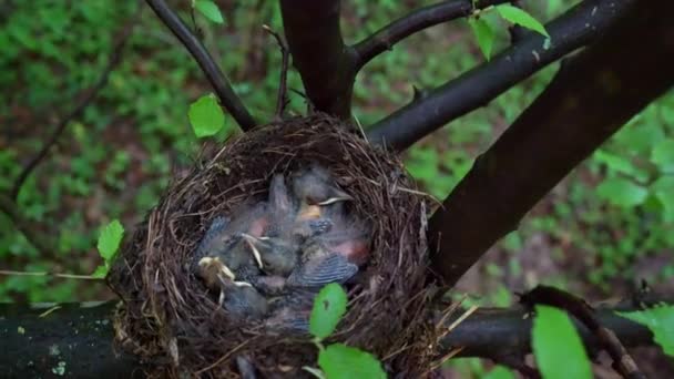 Blackbird Csibék Fészekben — Stock videók