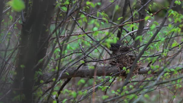 Blackbird Przyjść Gniazdo — Wideo stockowe