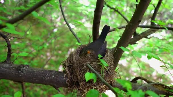 黑鸟的女性躺在巢在小鸡和蛋 — 图库视频影像