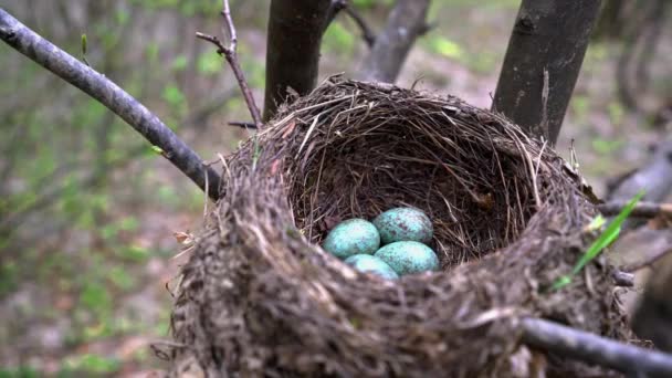 Amselnest Mit Blauen Eiern Auf Einem Baum Aus Nächster Nähe — Stockvideo