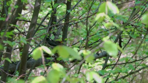 Amselweibchen Liegt Nest Auf Eiern — Stockvideo