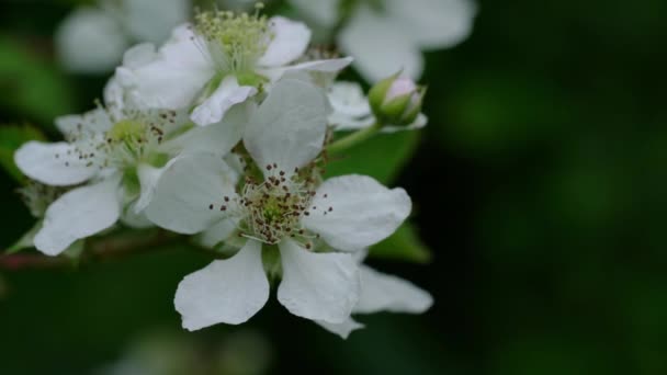 Szerves Blackberry Virágok Természeti Környezetben — Stock videók