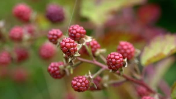 Organic Ripening Blackberry Natural Environment — Stock Video