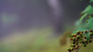 Doğal ortamda organik yeşil blackberry