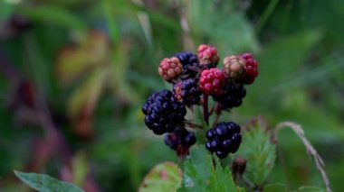 Vahşi olgun böğürtlen toplama