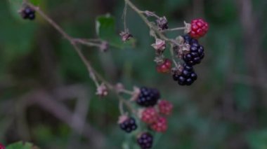 Vahşi olgun böğürtlen toplama