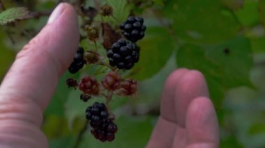 Vahşi olgun böğürtlen toplama