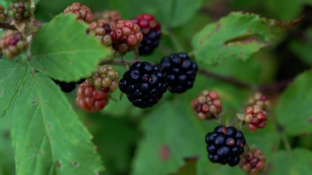 Wilde Reife Brombeeren Pflücken — Stockvideo