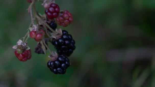 Picking Dzikie Dojrzałe Blackberry — Wideo stockowe