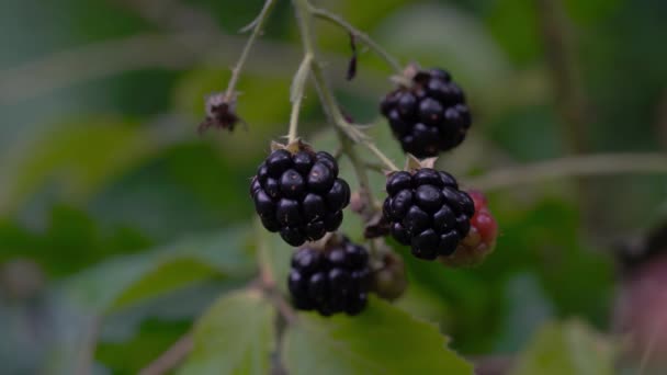 Wilde Reife Brombeeren Pflücken — Stockvideo