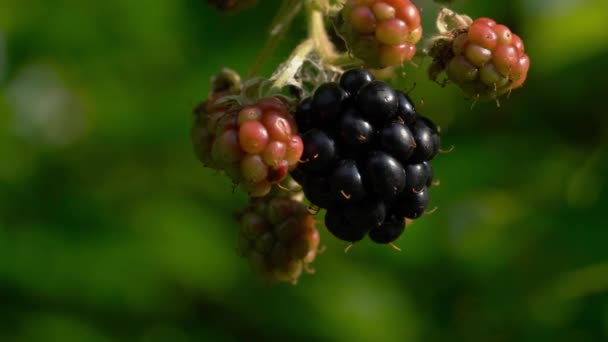 采摘野生成熟的黑莓 — 图库视频影像