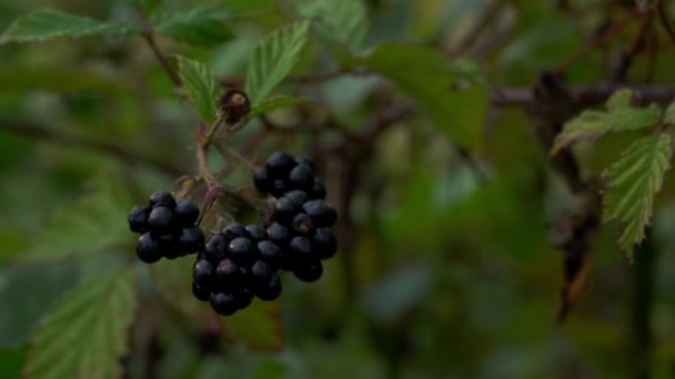 Wilde Reife Brombeeren Pflücken — Stockvideo