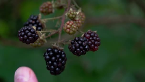 Wilde Reife Brombeeren Pflücken — Stockvideo