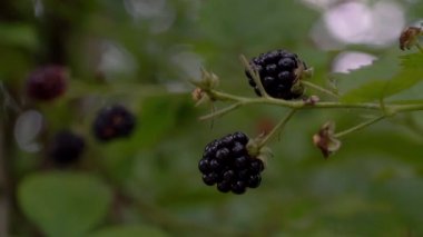 Vahşi olgun böğürtlen toplama