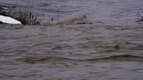 Large River Flood Melting Snow — Stock Video