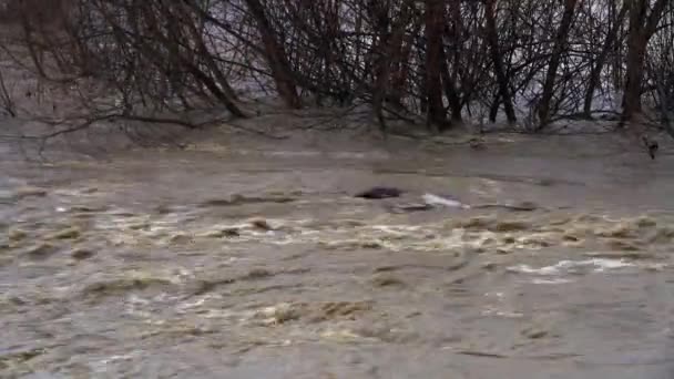 Large River Flood Melting Snow — Stock Video