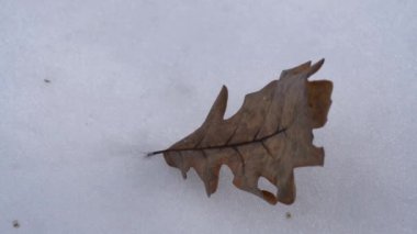 Kar yüzeyde dans kuru yaprak